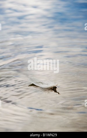 Strisce di piume di uccelli che galleggiano sul mare a Findhorn beach. Moray, Scozia Foto Stock