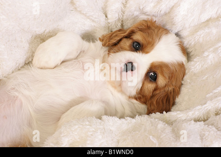 Cavalier King Charles Spaniel - cucciolo sdraiato su una coperta Foto Stock