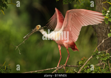 Roseate Spoonbill raccolta di materiale di Nesting Foto Stock