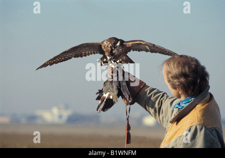 Falconer con Peregrin Falcon e all aeroporto di Tolosa Francia aerei antunes protezione aerea di uccelli rapaci falcoaria blu fal Foto Stock