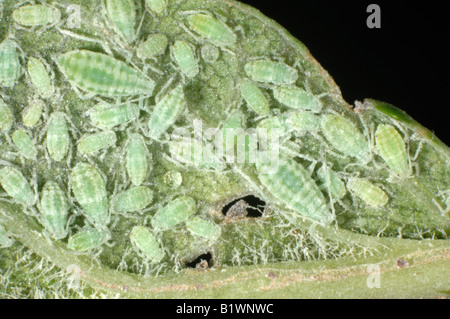 Farinoso prugna afide Hyalopterus pruni infestazione sul lato inferiore di una foglia di prugne Foto Stock