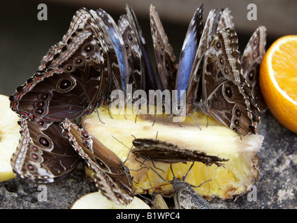 Una massa di Blue Morpho farfalle, Morpho peleides, Nymphalidae, alimentazione di frutta Foto Stock