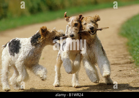 Tre wirehaired fox terrier - giocando con bastone Foto Stock