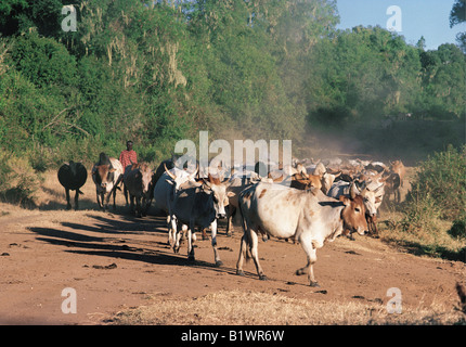 Samburu warriors moran scortare una mandria di bovini giù per una strada sterrata il bestiame sollevare polveri nella luce della sera Maralal monte Kenya Foto Stock