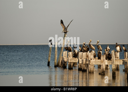 Pellicani cormorani e gabbiani sul vecchio dock palificazioni, Isola di San Giorgio, Florida Foto Stock