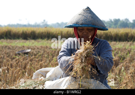 Femmina indonesiano agricoltore che mostra un fascio di riso raccolto in Giava Est, Sud-est asiatico, Indonesia Foto Stock