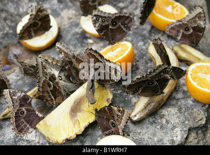 Una massa di Blue Morpho farfalle, Morpho peleides, Nymphalidae, alimentazione di frutta Foto Stock