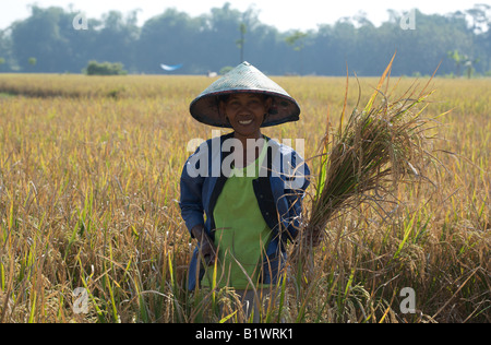 Femmina indonesiano agricoltore che mostra un fascio di riso raccolto in Giava Est, Sud-est asiatico, Indonesia Foto Stock