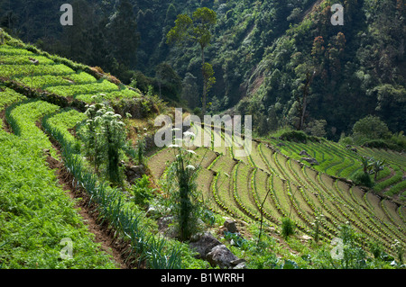 Verde biologico cipolla e carote campi viste in East Java, Indonesia Foto Stock