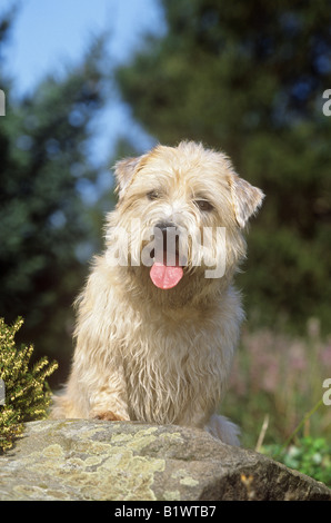 Rish Glen of Imaal Terrier. Cane adulto seduto su una roccia Foto Stock