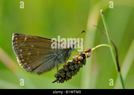Squallido Skipper Erynnis tages lato inferiore Foto Stock