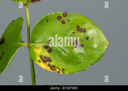 Discreto di piccole macchie di foglia causato dalla macchia nera Diplocarpon rosae su un albero di foglie di rose Foto Stock