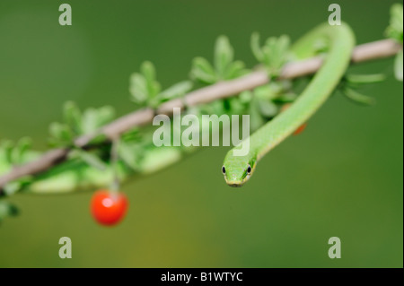 Ruvido Green Snake Opheodrys aestivus adulto su berry bush Refugio Coastel piegare Texas USA Aprile 2008 Foto Stock