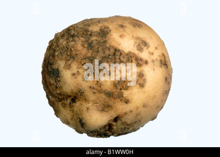 Scabbia polverulenta Spogospora subterranea infezione su un piccolo tubero di patata Foto Stock