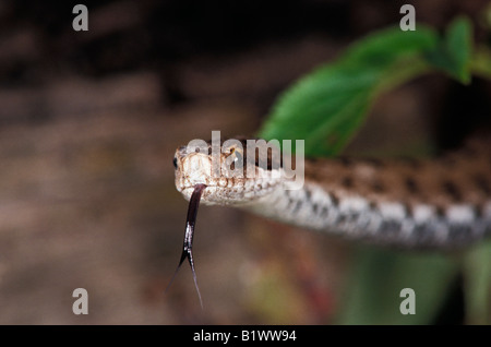 Aspic di vipere Ritratto di vipera comune Francia azioni azione adulti adulti da soli vipera comune Vipera aspis Asp vipere Vipera aspis contare Foto Stock