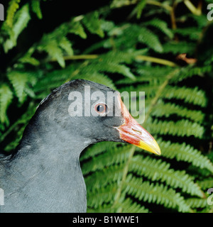 Poule d eau Moorhen Gallinula chloropus ritratto animali ritratto Aves uccelli pollo sultano comune Europa Gruiformes Kranichvo Foto Stock