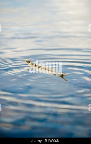 Strisce di piume di uccelli che galleggiano sul mare a Findhorn beach. Moray, Scozia Foto Stock