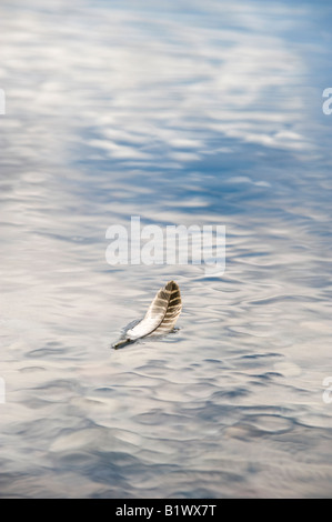 Strisce di piume di uccelli che galleggiano sul mare a Findhorn beach. Moray, Scozia Foto Stock