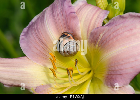 Un altamente colorata sotto forma di un labbro scuro lumaca nastrati Cepaea nemoralis su un giorno fiore di giglio Foto Stock