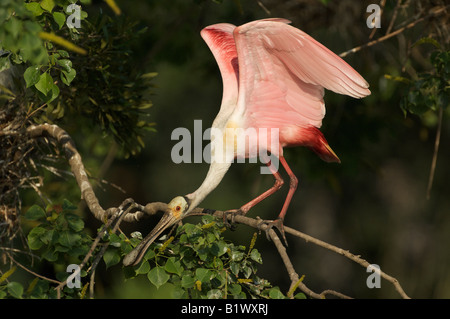 Roseate Spoonbill difendere Territorio Foto Stock