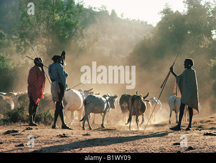 Samburu warriors moran con lance a guardare il loro bestiame sollevare polveri nella luce della sera Maralal Kenya Settentrionale Africa orientale Foto Stock