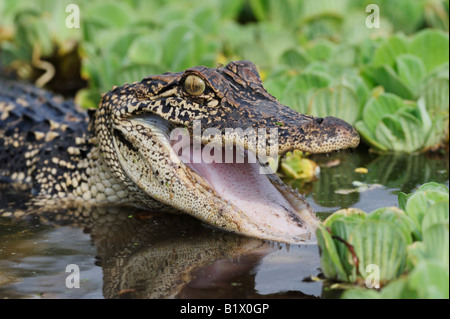 American Alligator Alligator mississipiensis adulto in difesa pongono Refugio Coastel piegare Texas USA Aprile 2008 Foto Stock