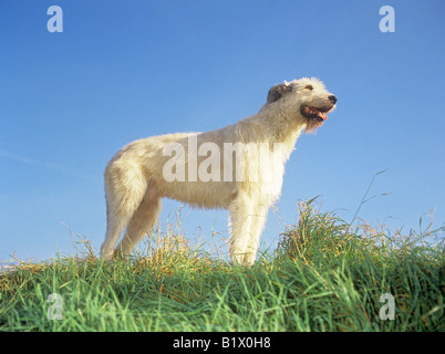 Irish Wolfhound - in piedi sul prato Foto Stock