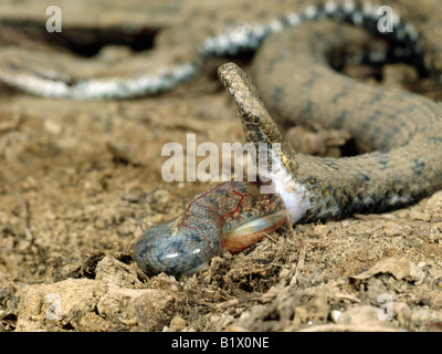 Vipere aspi Aspisviper vipera comune Vipera aspis parto piccole vipere accouchement animali Asp Aspic Viper Viper Aspisvipern Eur Foto Stock