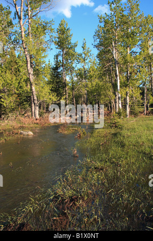 Foresta allagata a Sibbald appartamenti, Kananaskis Country, Alberta Foto Stock