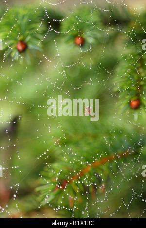 La rugiada cowered ragnatela con ragno in mezzo albero verde sullo sfondo Foto Stock