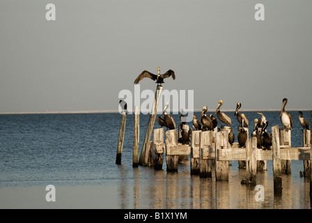 Pellicani cormorani e gabbiani sul vecchio dock palificazioni, Isola di San Giorgio, Florida Foto Stock