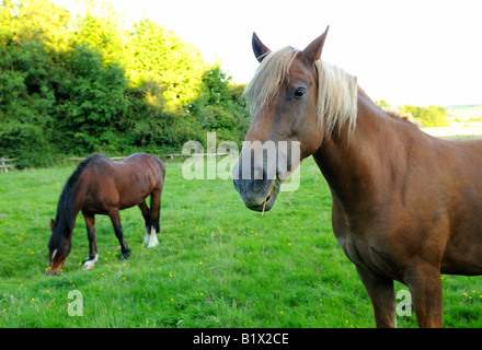 Splendidi cavalli gallesi di razza godendosi il sole nella campagna inglese Foto Stock