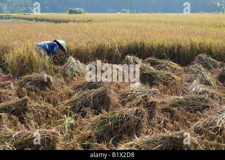 Femmina indonesiano agricoltore che mostra un fascio di riso raccolto in Giava Est, Sud-est asiatico, Indonesia Foto Stock