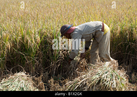 Maschio indonesiano agricoltore che mostra un fascio di riso raccolto in Giava Est, Sud-est asiatico, Indonesia Foto Stock