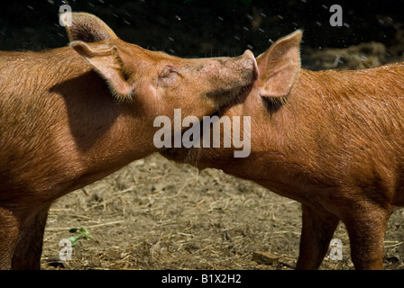 Foto di stock di due maiali Tamworth affacciate l'immagine è stata presa come essi sono stati colmati con un tubo flessibile in estate il sole Foto Stock