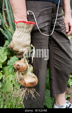 Raccolto di cipolla Foto Stock