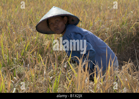 Femmina indonesiano agricoltore che mostra un fascio di riso raccolto in Giava Est, Sud-est asiatico, Indonesia Foto Stock