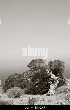 Nodose vecchio albero di ginepro piegato verso il basso e modellata dal vento, El Sabinal, El Hierro, Isole Canarie, dai toni seppia Foto Stock