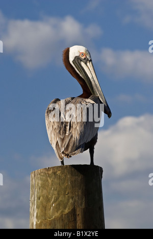 Brown pelican permanente sulla marina palificate Apalachicola Florida Pelecanus occidentalis Foto Stock