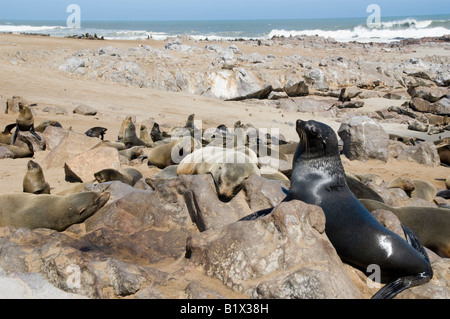 Un enorme sealion è in posa di fronte al suo gruppo fo la fotocamera Foto Stock