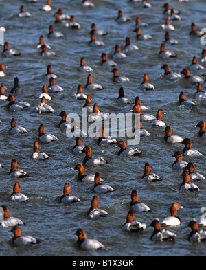 Comune Pochard (Aythya ferina). Aggregazione di drappelli in inverno, immersioni per il cibo, Inghilterra Foto Stock