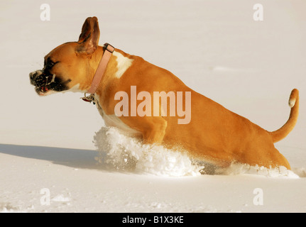 Una razza Boxer bulldog americano gioca nella neve profonda Foto Stock