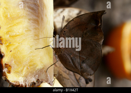 Foglia indiano Butterfly, Kallima paralekta, Nymphalidae, Asia del Sud Foto Stock