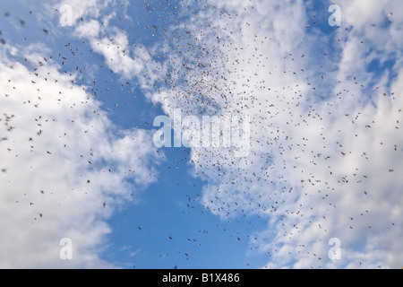 Una nuvola di moscerini Chaoborus (sp) sullo sfondo del cielo. Nuage de moucherons Chaoborus (sp) sur fond de ciel. Foto Stock