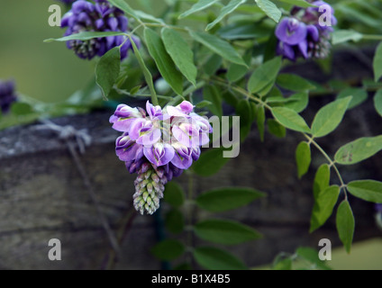 Una nuova fioritura di fiori di glicine pende da una recinzione. Foto Stock