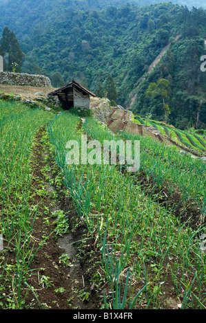 Verde biologico campi di cipolla viste in East Java, Indonesia Foto Stock