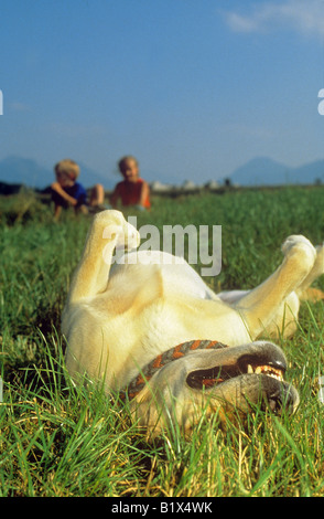 Il labrador retriever - bauges in erba Foto Stock