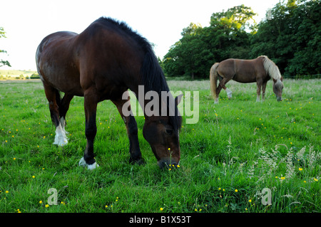 Splendidi cavalli gallesi di razza godendosi il sole nella campagna inglese Foto Stock