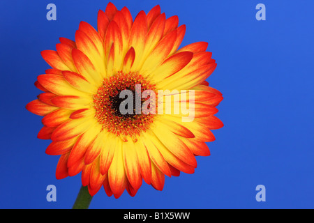 Rosso e giallo fiore di gerbera isolata contro un fondo blu intenso Foto Stock