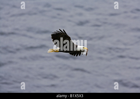 Aquila calva Haliaeetus leucocephalus adulto di portare moria di pesci a nido sul sito Denman Island, lo Stretto di Georgia, Canada in giugno. Foto Stock